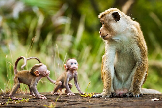 Explore Monkey Kingdom Review: A Unique Experience - Meeting and Pickup