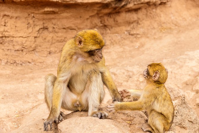 Explore Monkey Kingdom Review: A Unique Experience - Highlights of the Tour