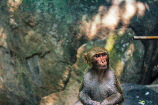 Explore Monkey Kingdom Review: A Unique Experience - Recap