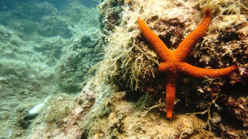 Explore Monopoli & Snorkel in Crystal Waters by Boat - What to Bring for the Tour