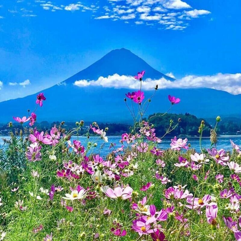 Explore Mount Fuji: Private Tour with English Guide - Who Will Love This Tour?