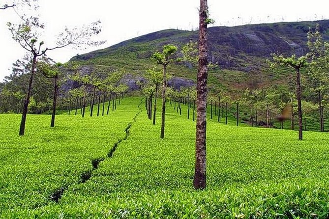 Explore Munnar Day Trip From Cochin ( By Munnar Info) - Inclusions and Transportation