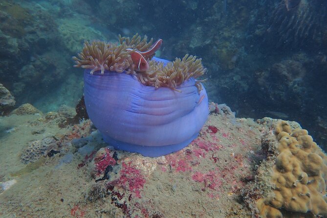 Explore Nha Trang Bay: Half-Day Snorkeling Adventure Tour - Tour Details