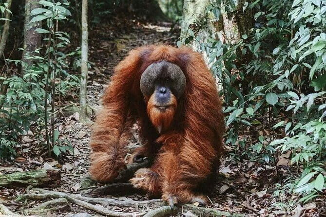 Explore North Sumatra : 7 Days Tour Adventure Package - Who Should Consider This Tour?