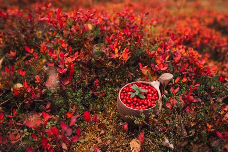 Explore Northern Lapland - Semi-Self Guided Summer Holiday - Activity Options