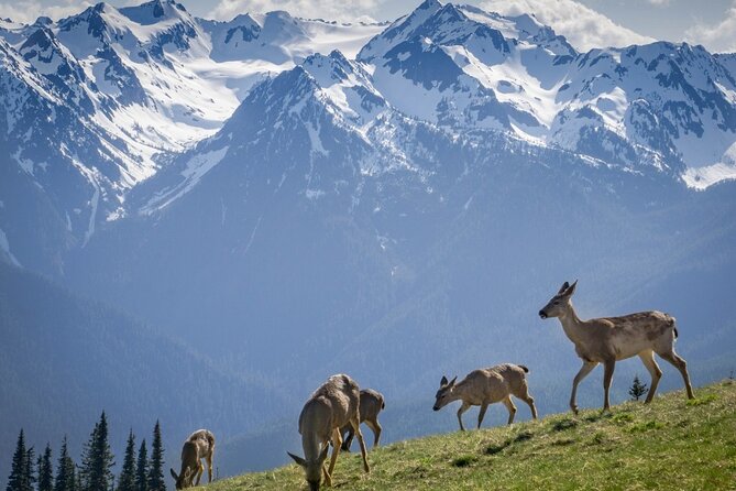 Explore Olympic National Park From Seattle Through Van /Ferry - Traveler Reviews and Feedback