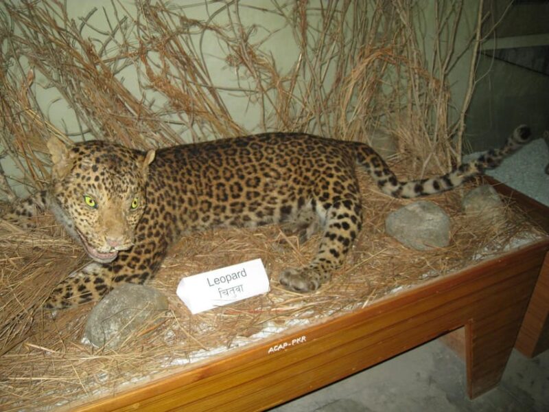 Explore Pokhara: Museums and Cultural Wonders in One Day - Annapurna Butterfly Museum