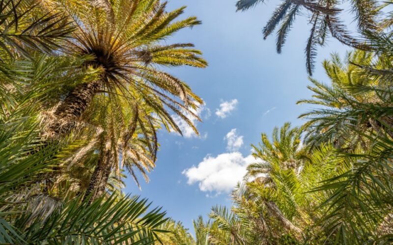 Explore Preveli Palms, Damnoni Beach & Historic Rethymno - Schedule at a Glance