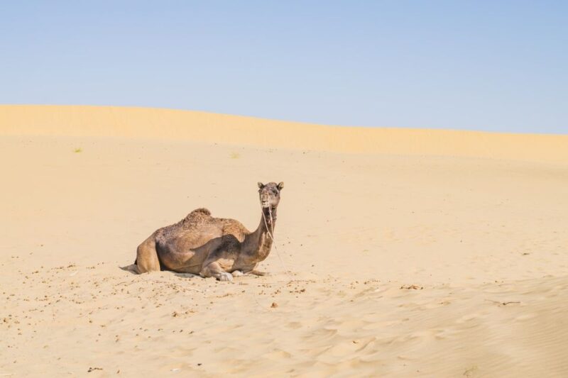 Explore Rajasthan With Nine Cities - Tour Inclusions