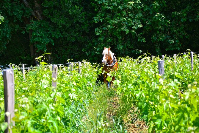 Explore Saint-Émilion on E-Bikes: Small Group, Full-Day Tour - Included Amenities