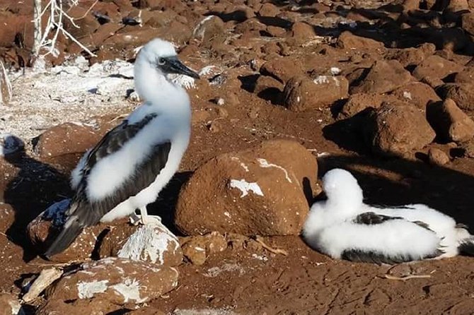 Explore San Cristobal & Santa Cruz Galapagos Islands - 5 Days - Meeting and Pickup