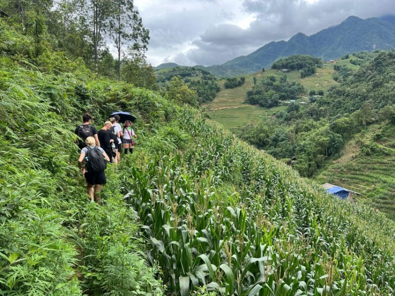 Explore Sapa by Trekkingadventures, Mountain,Rice Fields - Local Guide and Cultural Insights
