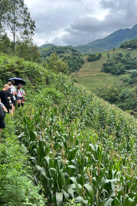 Explore Sapa by Trekkingadventures, Mountain,Rice Fields - Tour Suitability