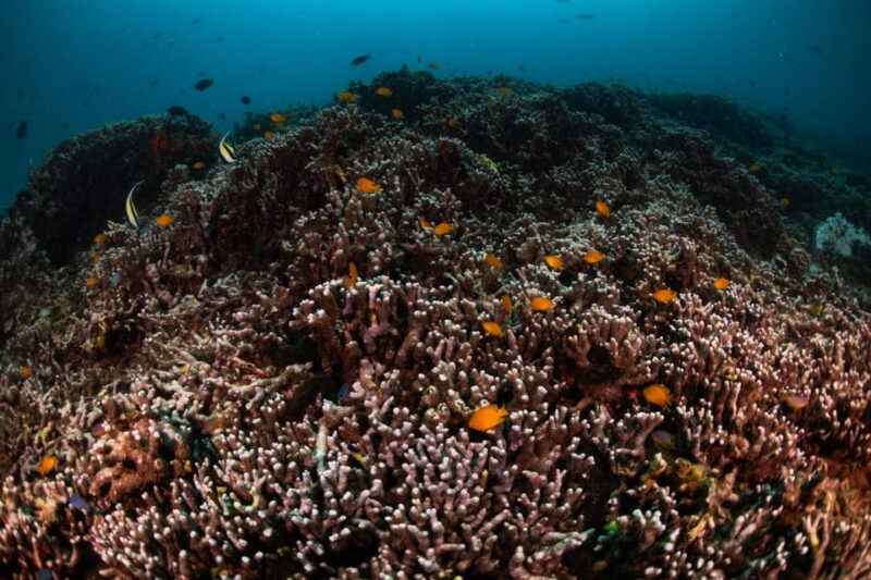 Explore Scuba Diving at Racha Yai Island From Phuket - Boat and Crew Details