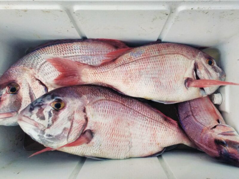 Explore Sesimbra: Sport Fishing All Inclusive Half-Day Trip - Key Points