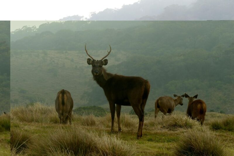 Explore Sigiriya, Kandy,Nuwaraeliya,Galle From Colombo - Scenic Exploration Opportunities