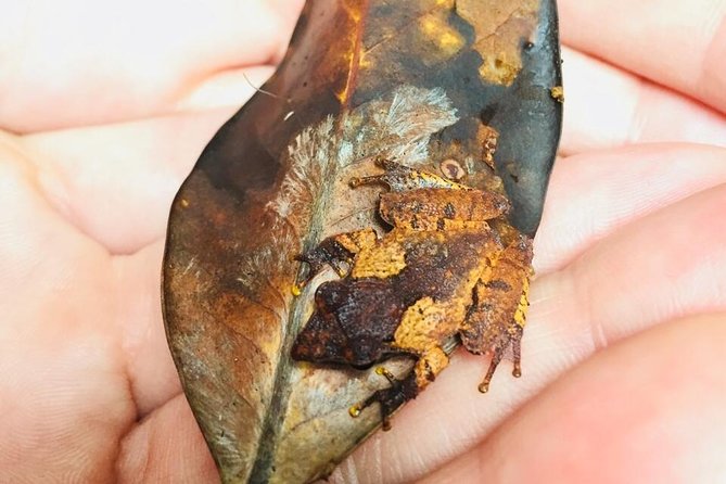 Explore Singharaja Forest Reserve (mirissa/weligama & Galle) - What to Expect