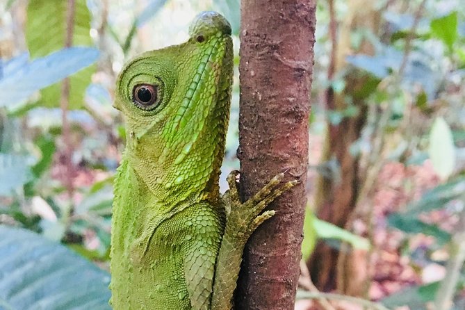 Explore Singharaja Forest Reserve (mirissa/weligama & Galle) - Pickup and Drop-off