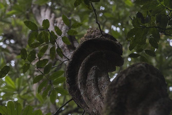 Explore Sinharaja Rainforest - Discovery Tour (Half Day) - Additional Information