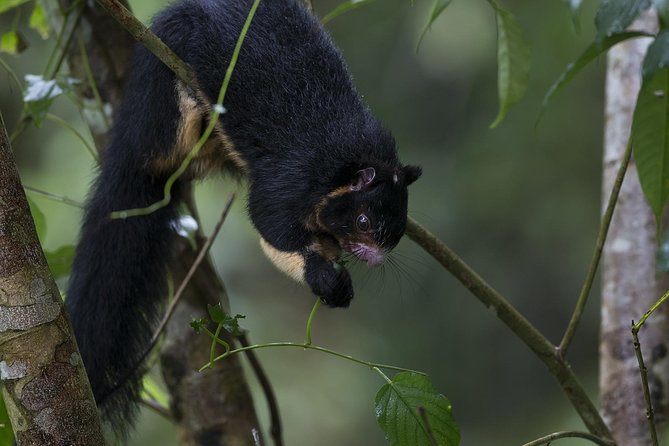 Explore Sinharaja Rainforest - Discovery Tour (Half Day) - Traveler Experiences