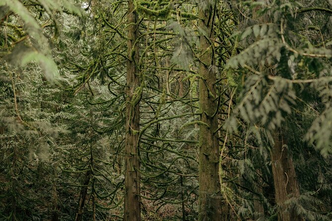 Explore Snoqualmie, Waterfalls and an Ancient Forest - Meeting Point and Start Time