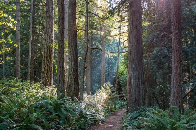 Explore Snoqualmie, Waterfalls and an Ancient Forest - Tour Details