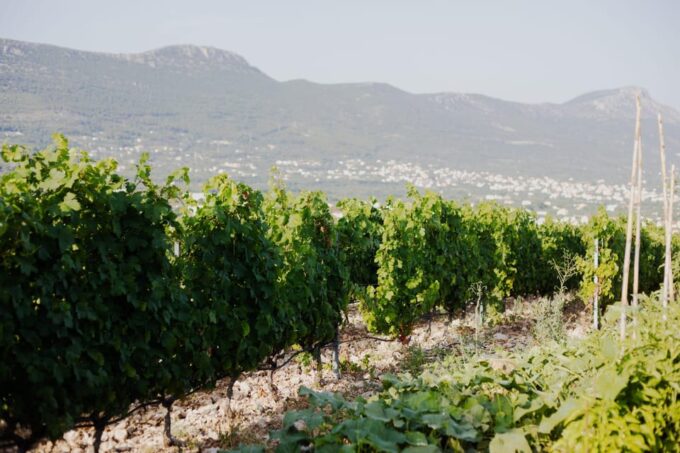 Explore Split, Trogir With Lunch at Kastel Sikuli Winery - Lunch at Sikuli Winery