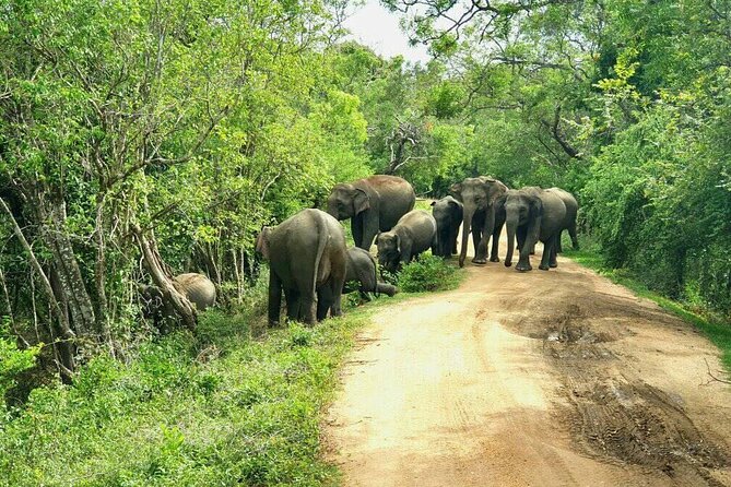 Explore Sri Lanka (Self- Arranged Accommodation) - Transportation and Logistics