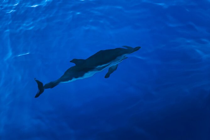 Explore the Beautifull Seaside of Formentera. Incl Cava, Drinks, Snacks, .. - Inclusions