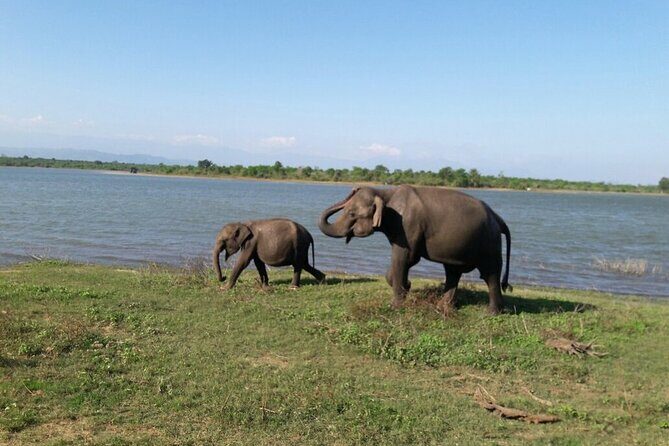 Explore The Beauty Of Udawalawe National Park From South Coast During 01 Day - The Itinerary: What to Expect