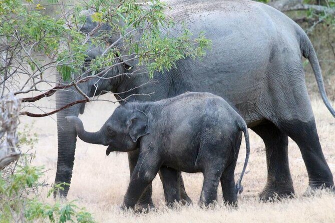 Explore The Beauty Of Udawalawe National Park From South Coast During 01 Day - Practical Tips for Travelers