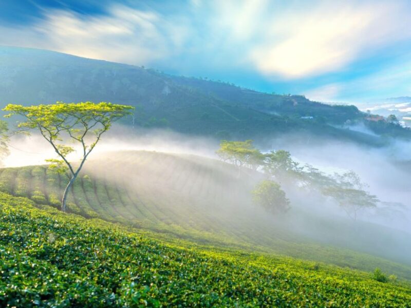 Explore the Best of Dalat Countryside Tour (Private Car) - Exotic Coffee Tasting