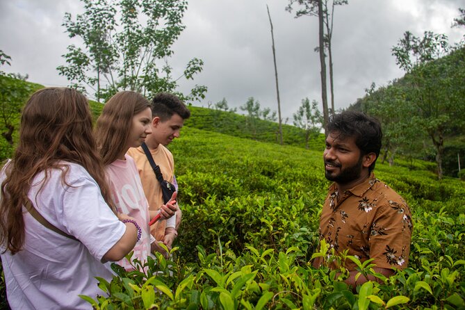 Explore the Best of Ella. Hiking, Waterfalls and Cultural Tour - Travelers Reviews