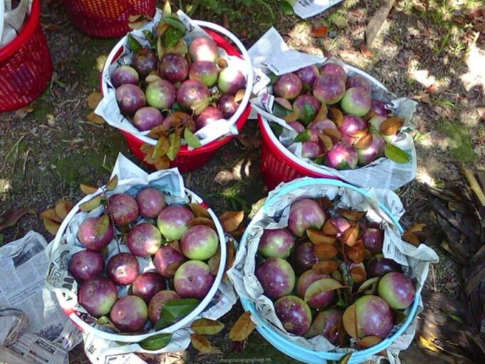 Explore the Charm of Cai Be Fruity Town & Enjoy a Boat Ride - Meeting Guide and Transportation