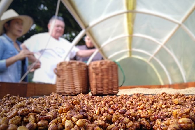 Explore the Coffee Process_From Tree to Cup & Fun by Jeep - Coffee Making and Tasting