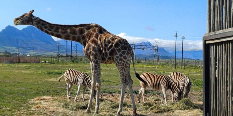 Explore the Combination of Wildlife and Wine Tasting Tour. - Wildlife Encounters
