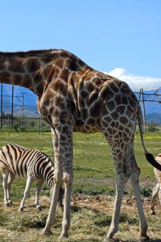 Explore the Combination of Wildlife and Wine Tasting Tour. - Wine Tasting Experience