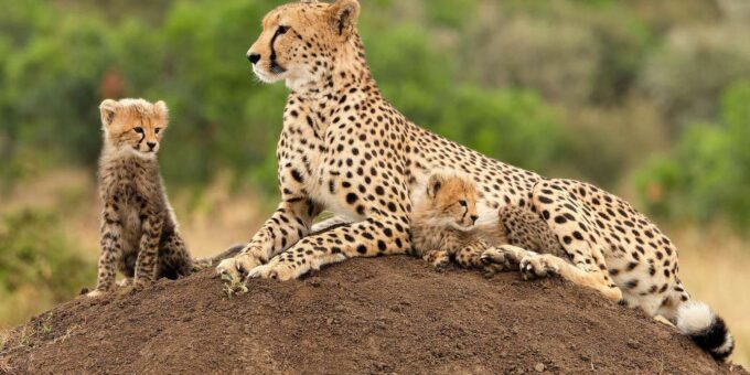 Explore the Combination of Wildlife and Wine Tasting Tour. - Frequently Asked Questions