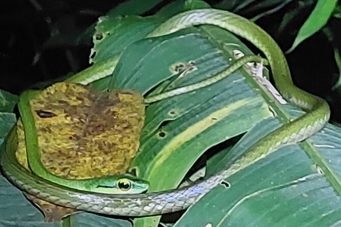 Explore the Dark Side of Nature: Manzanillo Refuge Night Walk - Overview of the Tour