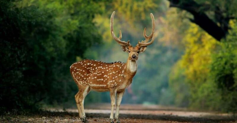 Explore The Delhi Agra Jaipur Tour With Bharatpur 5 Days - Experience and Activities
