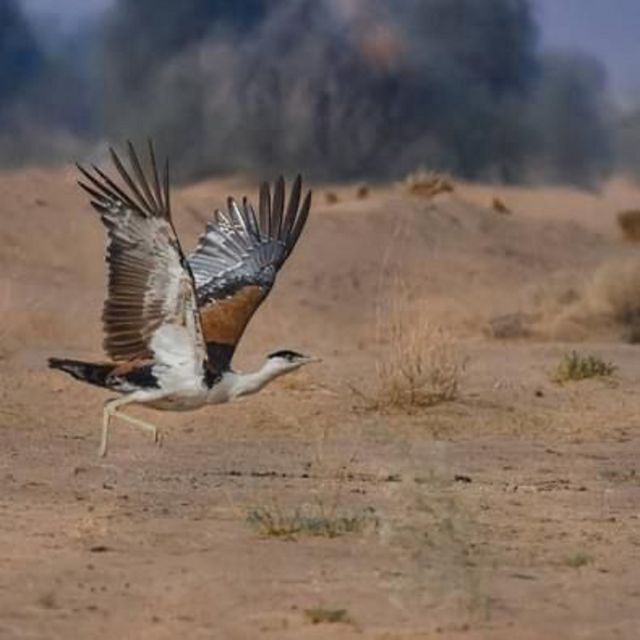 Explore The Desert National Park With Experience Guide - Tour Details and Pricing