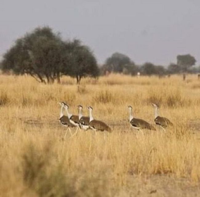 Explore The Desert National Park With Experience Guide - Cancellation Policy