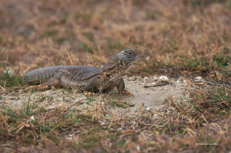 Explore The Desert National Park With Experience Guide - Participant Requirements