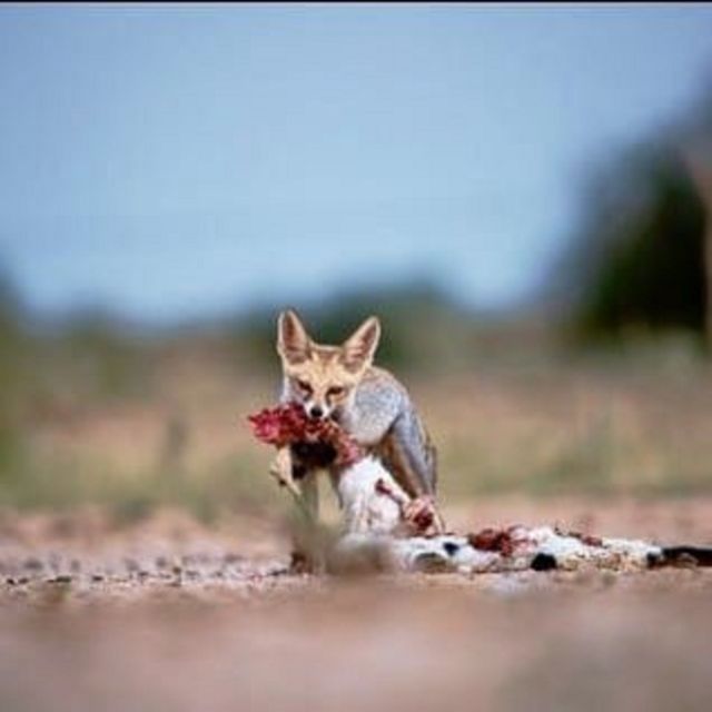 Explore The Desert National Park With Experience Guide - Important Considerations