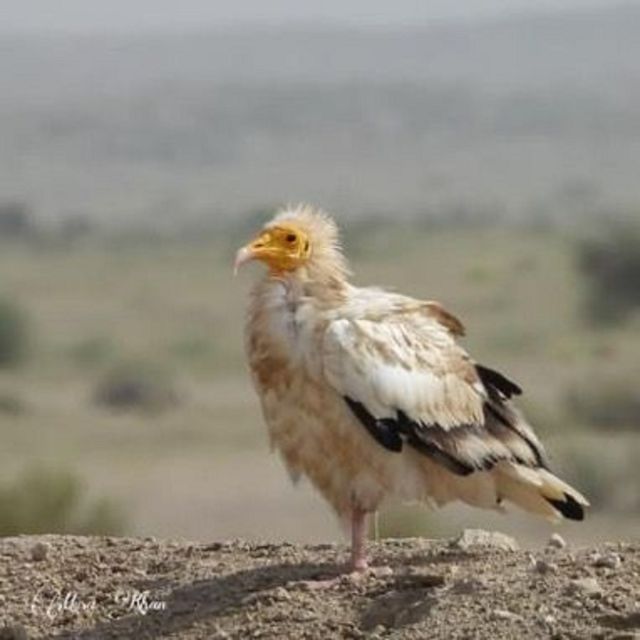 Explore The Desert National Park With Experience Guide - Frequently Asked Questions