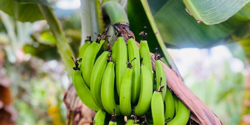 Explore the Largest Banana Plantation in Cabo Verde - Key Points