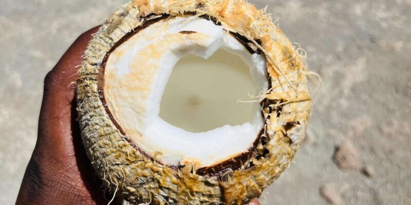 Explore the Largest Banana Plantation in Cabo Verde - Black Sand Beach