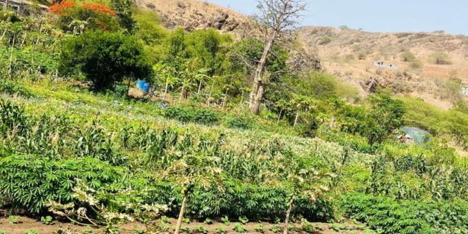 Explore the Largest Banana Plantation in Cabo Verde - Professional Tour Guide