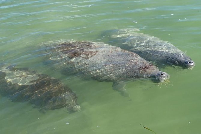 Explore the Mangrove Creeks With an ALL Day Tandem Kayak Rental - Planning Your Day-Long Adventure
