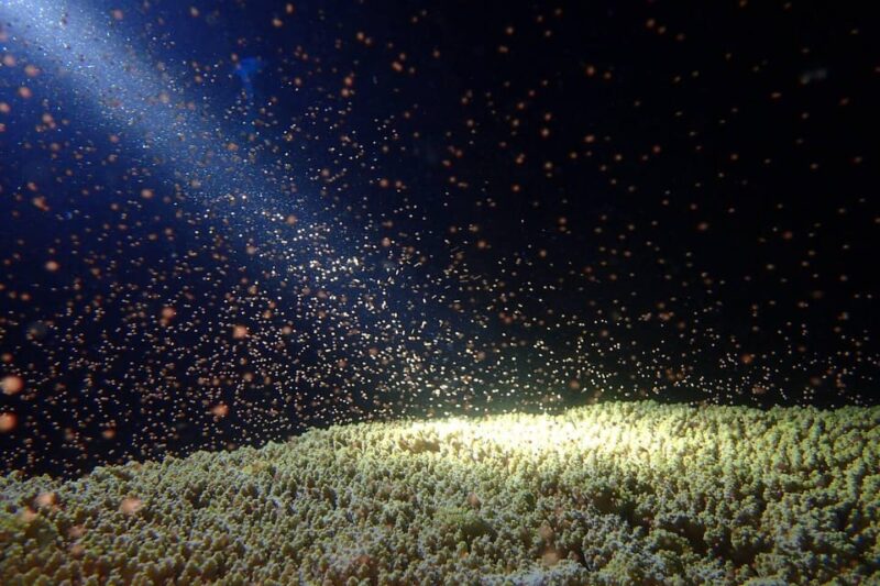 Explore the Mangroves and Coral Reefs of Malaysia - Understanding Human-Nature Relationships